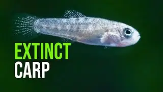 Extinct Fish Hatched at Zoo Schonbrunn