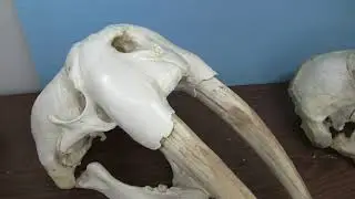 Walrus Skulls Video 1 of 2 Showing 5 Skulls