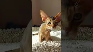 Мира ❤ #абиссинскиекотята #monkeycat #кошечки #абикитакие #красиваякошка #абиссинец #kittycat