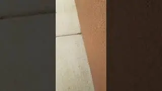 Look, Mom! A Disgusting Bug!