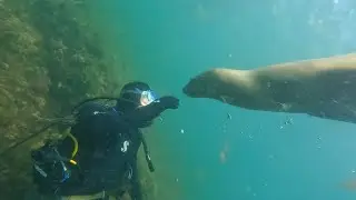 Scuba Diving with Sea Lions in Puerto Madryn Argentina