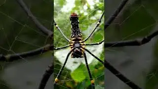 Giant Wood Spider | Nephila Pilipes #spider #shorts #youtubeshorts
