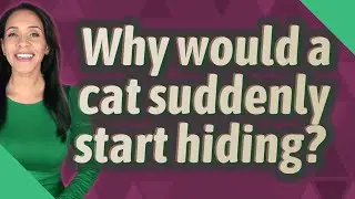 Why would a cat suddenly start hiding?