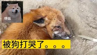 宠物狐狸被狗打哭了，找主人诉苦，急的都快说人话了！