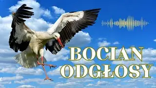 Bocian - Odgłosy/ Klekot Bociana