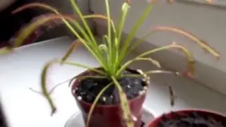 Rosiczka Drosera capensis red początek kwitnienia odc.1
