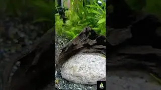 أخيراً جبت الجمبري ( shrimp ) 🦐🦐 