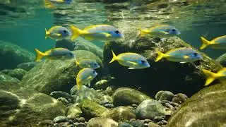Minimalist Jungle Stream &mdash; 2 Hours of Clear Water & Simple Mossy Rocks
