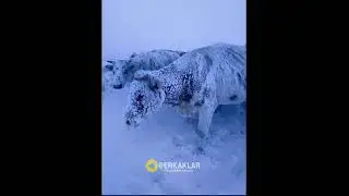 kuchli qor yogdi.