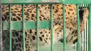 Panic gripped Nowshera village in Baramulla after a leopard and her cub strayed into a water fi