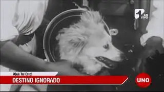 La historia de Laika, la perra comunista que murió rostizada en el espacio