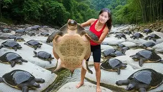 TIMELAPSE 389 Days Harvesting A Lot Of Big Softshell Turtles | How to Trap 1000+ Softshell Turtle