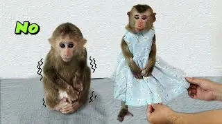 Tina and Xuka monkeys have new clothes