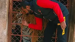 Bengal Tigers ko Deworming Ki Aj Dekhen Kesy ki Jati ha |Asif Shero wala