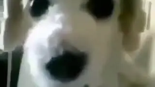 angry dog go brrr