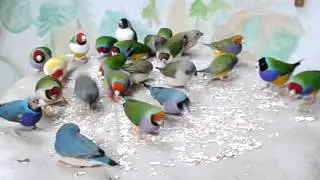 diamanti di gould   allevamento amatoriale Gadler