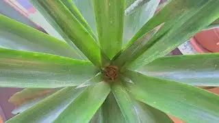 🍍 Ананас заложил цветок! Рождественский СЮРПРИЗ! Как ускорить цветение Ананаса?!?