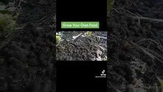 Clean food