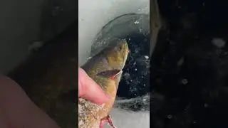 MFS Baits #newfoundland #brooktrout #canada #icefishing #outdoors #fishing #shorts