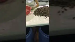 this is how cacao seeds are peeled at a Peruvian chocolate factory🍫