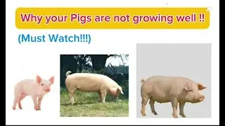 Why Your Pigs Are Not Growing Well