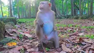 Lovely Pregnant Monkey Linda's Gesture