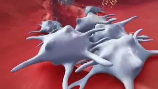 Platelet Activation and Factors for Clot Formation
