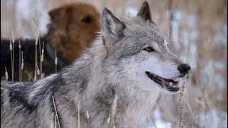 Корм Blue Wilderness для собак с высоким содержанием мяса &mdash; накормите своего внутреннего волка
