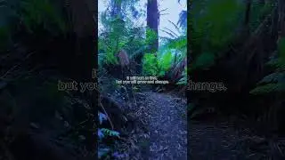 Tarra-Bulga National Park #Australia #Quotes #heal #life #relax #peace #love #travel #motivation