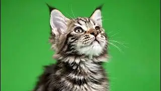 Emotional Cat Green Screen FX: Free Overlay for Heartfelt Video Edits