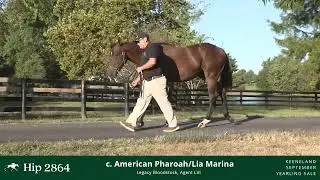 Hip #2864 - Colt by American Pharaoh - Lia Marina