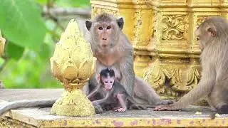 Aww while Baby Pinpin get milk from Mom but Susan monkey t rying want