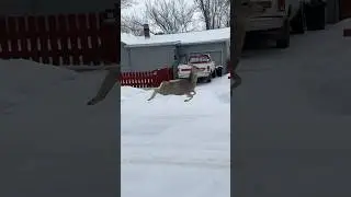 DEER SKIPS DOWN A SNOWY STREET #wildlife #nature #animals #shorts #funny #snow #outdoors #shortsfeed