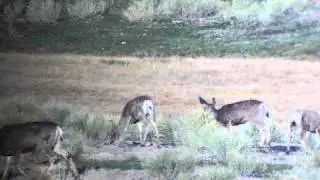 few 2011 Scope)cam younger Nevada bucks