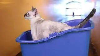Siamese Kona Cat (Official Music Video) - N2 the Talking Cat S2 Ep8