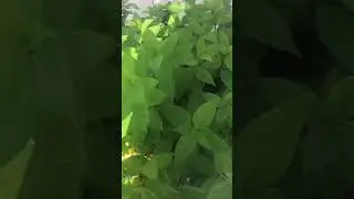 П9 листопад🍂ранее черенкование 🌱или сорт?🤔