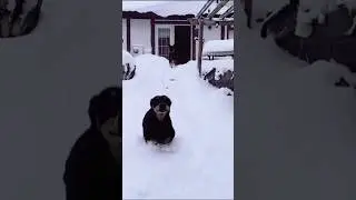 Blizzard Aftermath: Dogs Going Wild in Deep Snow &mdash; Watch Now!
