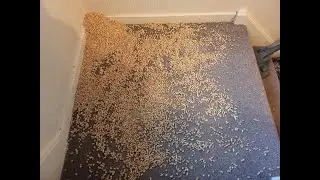 Greatest Litter