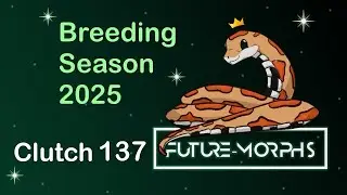 Clutch 137: Red Bellies | Future-Morphs