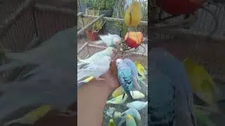 💎 Rare Budgerigar Mutations 🐦✨ #budgie #mutations #rare