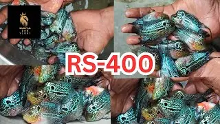 kolkata NO-1 flowerhorn& betta fish farm best quality   Rs -? #viral #shortsfeed#trending#flowerhorn