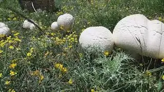 Agaricus macrosporus (champignon)🤗
