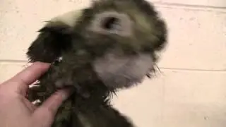 Truffle's Bunny explains how to make Tuna Fudge for Dogs....