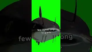 Fun facts about catfish #catfish #fish #funfacts #educational #educationalvideo #funfactshorts