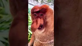 Mischievous Monkey Moments