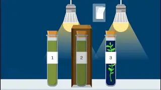 Simulation Video Walkthrough - Photosynthesis and Cellular Respiration