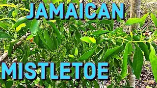 THIS HERB WILL KEEP EVIL SPIRITS AWAY #mistletoe #herbs #jamaicanherbs