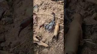 Scary venomous scorpions 🦂 #shorts ##viral #shortvideo #scorpions #animals #insects