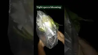 The Dragon flower #gardening #dragonflower #nightqueen #dragonfruit #terracegardens