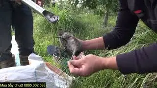 Trapping rats while simultaneously rescuing brothers.